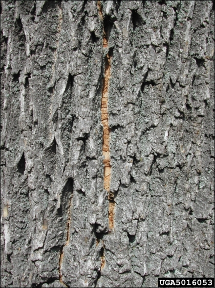 Ash bark splitting due to EAB galleries. (PA DCNR)