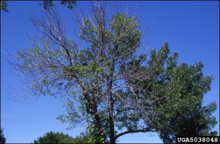 Ash canopy dieback. (J. O'Brien, USDA Forest Service)