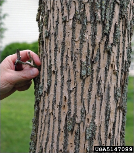 Ash bark scaling due to increased woodpecker activity. (A. Wagner, USDA APHIS PPQ)